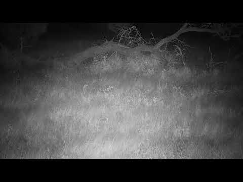 Djuma: Genet - 04:41 - 03/25/2022
