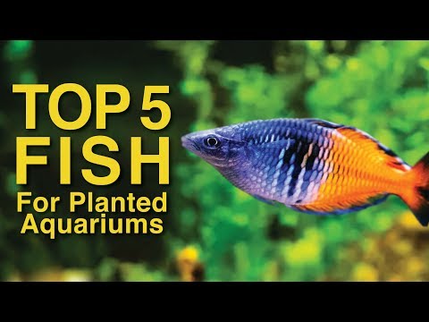 Top 5 Fish for Planted Aquariums