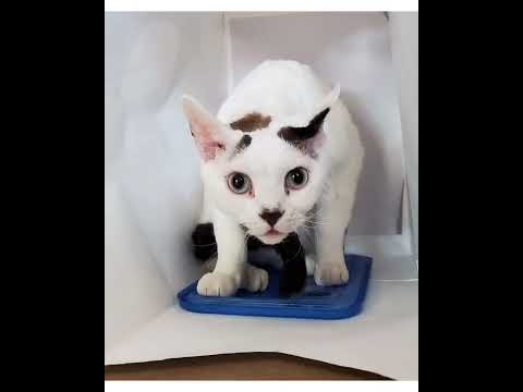 Crystal the Pet Nanny. LLC video.