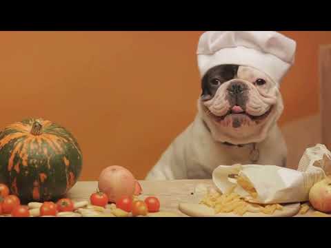 Treat Your Furry Friend Right with Kibbles 'N Bits - Exclusive Offer In The Descriptions!