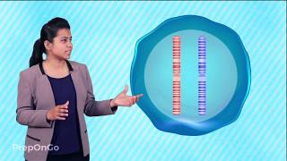 How do traits get expressed?