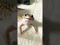 Tiktiki TikTok