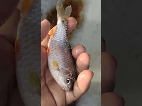 fishing beautiful #viralvideos #shortfeet #youtubshorts #viral #fishcatching #hashtags