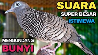 Download lagu Perkutut Lokal Gacor Suara Kung Besar Pancingan Burung Perkutut Agar Bunyi. mp3