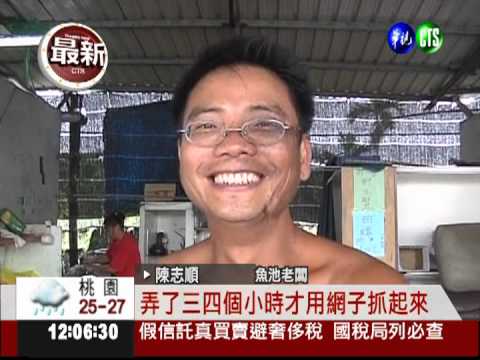 魚池有怪物! 撈出2米長澤巨蜥