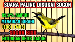 Download lagu Jebol birahi dan emosi‼️ Pancingan sogon agar bunyi gacor mp3