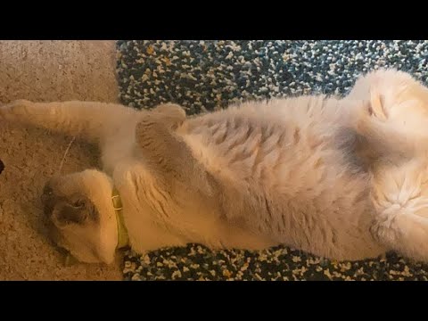 || Sabiha Aunty || Khel Tamasha