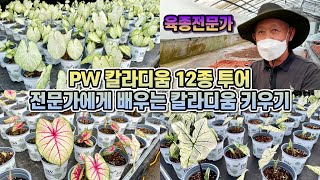 칼라디움 농장투어!! Proven Winners 신품종 칼라디움 12종!! 스노우화이트박 칼라디움 육종가 박…