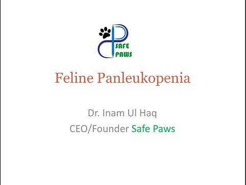 Panleukopenia infection in cats