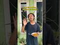 Emang Se Enak Itu Si Mie Instan Shorts Lucu Mie
