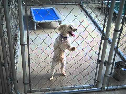 Timmy, an adopted Poodle Mix in Tuscaloosa, AL_image-1