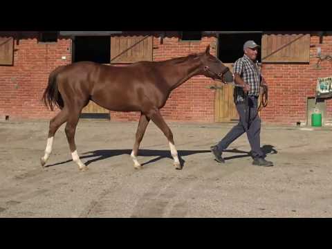Lote OLYMPIC KID