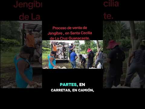 PROCESO DE VENTA DE JENGIBRE EN SANTA CECILIA DE LA CRUZ GUANACASTE. 