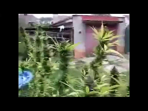 Ganjaland  by Mandinka Warrior  (Herbalist Master)