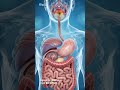 Human Digestive System Animation Full Process From Eating To Stool