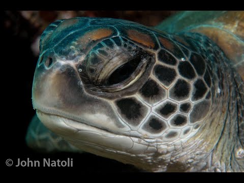 Chelonia mydas