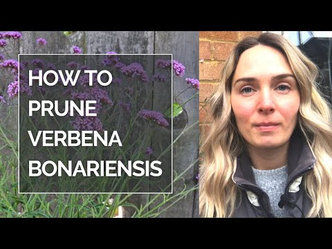 HOW TO PRUNE VERBENA BONARIENSIS I Pruning Verbena bonariensis