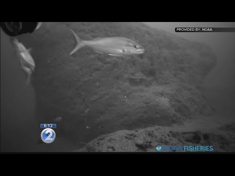 Scientists plan comprehensive survey of Hawaii's bottomfish population