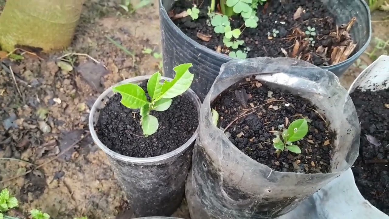 Olha as Novidades. tem plantação nova