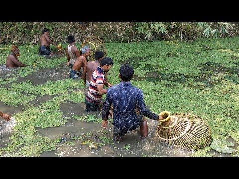Live Fish Hunting || Village Fish Catching With Polo || Traditional fish Hunting Technique BD. Video