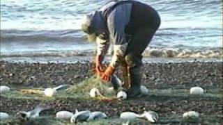 preview picture of video 'Set Net Salmon Fishing from Shore - Coffee Point near Egegik, Alaska'