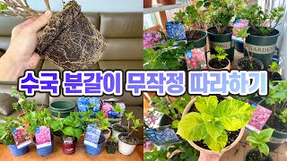 수국 분갈이 이대로 해보세요. 분갈이 흙 추천, 화분 재질과 크기, 독일카씨 수국 근황!!