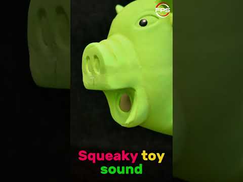 My Dog's Obsession: Can't Live Without His Squeaky Pig! 🐷#shorts
