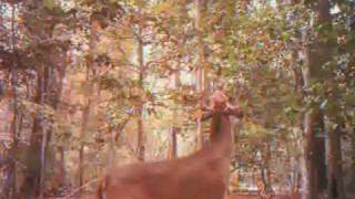preview picture of video 'Georgia Whitetails, Macon County, Fall 2010, HCO Scoutguard SG550 equipement'