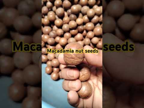 Whole almonds tetrafalia macadamia nut seed, packaging size:...