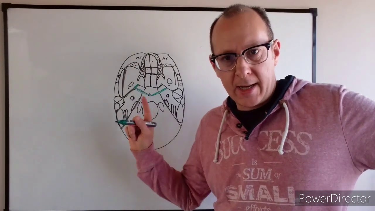 Teórico N° 30 Faringe y velo del paladar  Dr  Luciano Esborrat