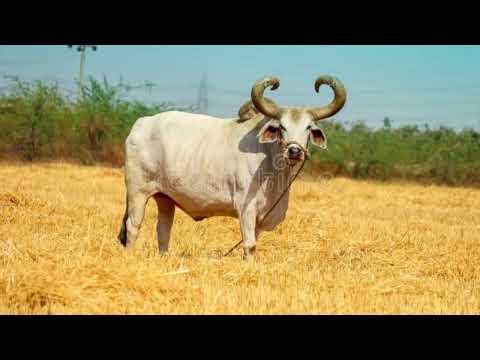 Incredible Ox Facts, What is the Difference Between an Ox and a Buffalo?