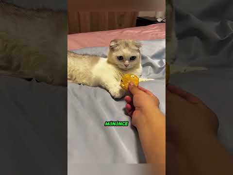Această pisică a crezut că cel mai bun prieten al ei a murit Apoi el s-a întors! 😭🐱😱 #viral #shorts