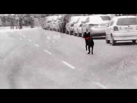 Negro Matapacos 🐕🙏