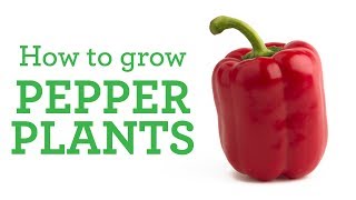 Growing pepper plants in the veggie garden