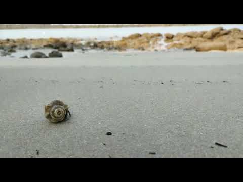 Konkan Beaches:Sea Snail