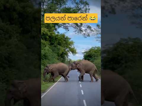 හැප්පෙයි තෝ 😂 #elephant #elephantattack #elephantfunny #funnymemes #slmemereview #srilankanathalmeme