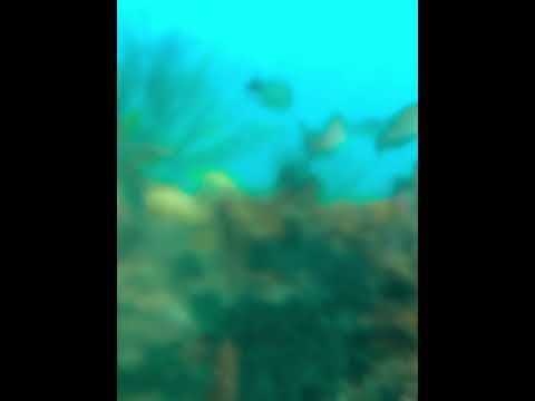 Coming up out of freshwater spring into saltwater sea #underwater #underseaworld #undersea