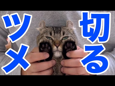 猫は3COINSの爪切りでも大人しく切らせてくれるのか？結果が意外すぎた…