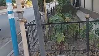 ТҮРКІСТАН көшенің сыйқын бұзған тəлпіш еркек.