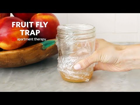 How to Make a Homemade Fruit Fly Trap | Apartment Therapy