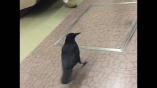 videos de risa  fase de cuervo en el tren