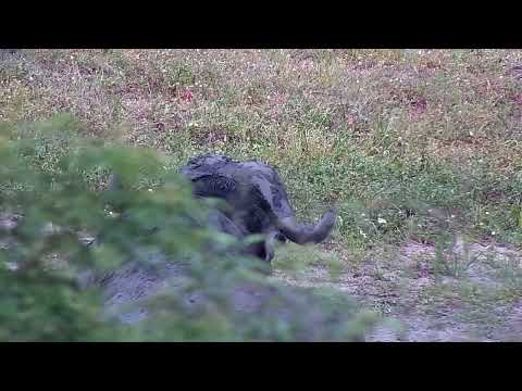 Djuma: Lone Buffalo laying in shallow end of dam  - 15:19 - 01/17/2023