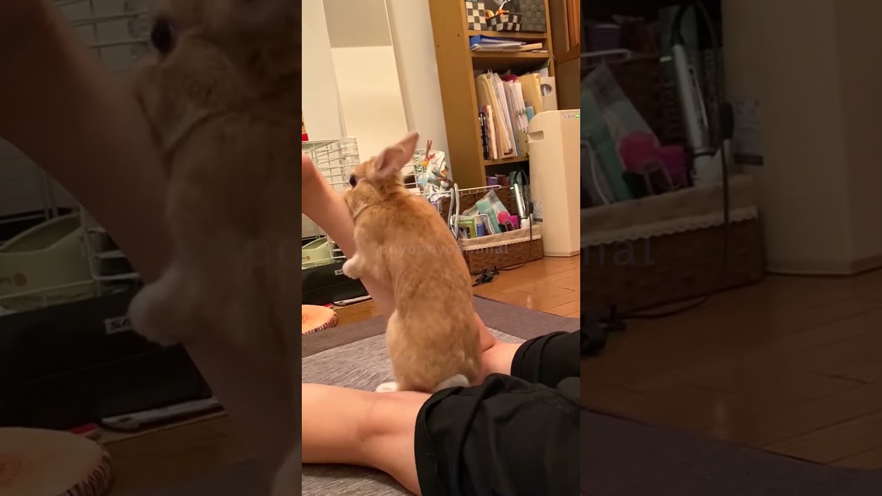 お姉ちゃんの足が大好きなウサギ🐰 #shorts