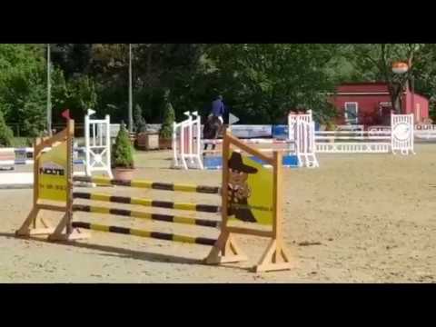 Schwarzbraune Stute Diana von dem Prämienhengst Diarado