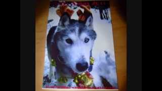 preview picture of video 'Siberianhusky hana's holiday.wmv'