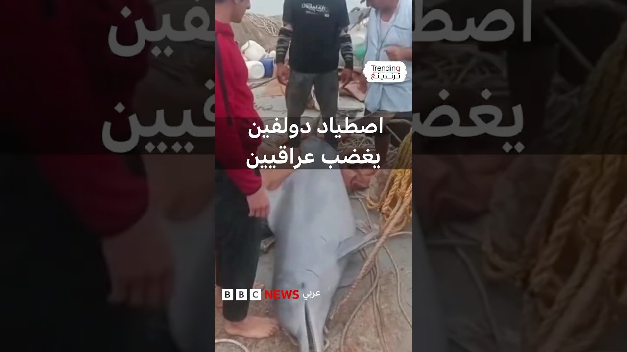 فيديو | اصطياد دولفين في البصرة يغضب عراقيين