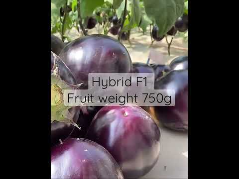 , title : 'China  Hybrid F1 Eggplant Seeds Supplier. Knock me WhatsApp 008618866145273'