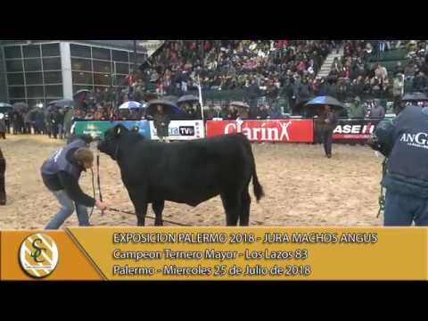 25-07-18 Campeonato Ternero Mayor - Jura Macho Angus - Palermo