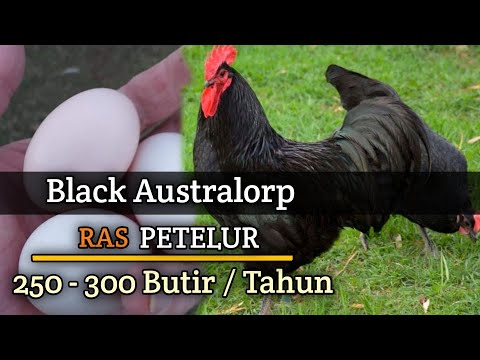 , title : 'Black Australorps 🔥 Ayam Ras Petelur - Materi Breeding'