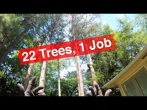 22 Trees, 1 Job -- Solo Tree Work